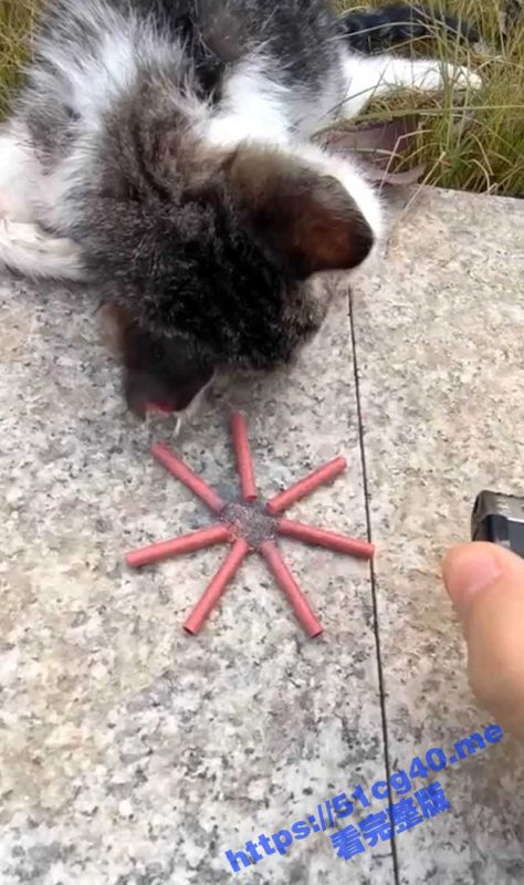 虐猫！拿炮仗炸喵咪玩弄取乐 猫咪的脖子被炸出一个血洞  好可怜的小猫咪-51吃瓜网