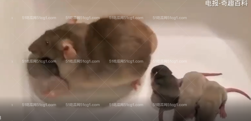 母鼠 展示她的老鼠 宝宝宠物-51吃瓜网